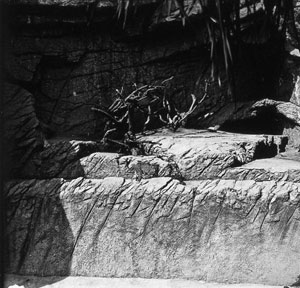 foto di leopardi nella roccia con fossato realizzato da Carl Hagenbeck (1912)